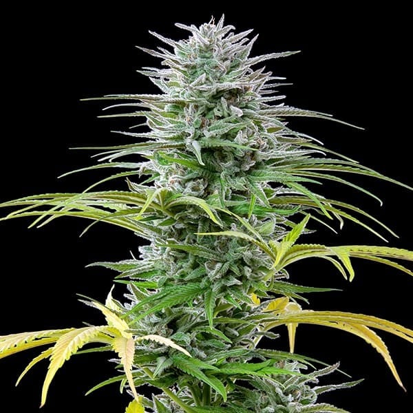 SPEEDY CHILE FAST X1000 ROYAL QUEEN SEEDS-2