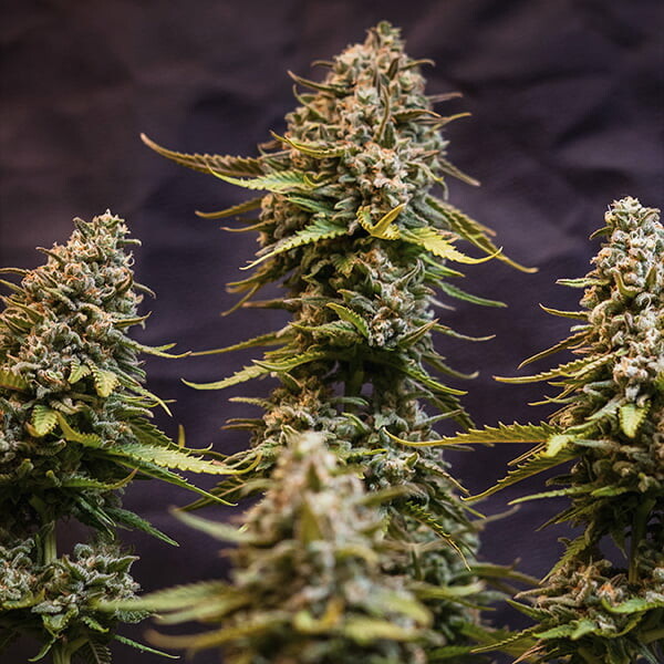 SPEEDY CHILE FAST X10 ROYAL QUEEN SEEDS-3