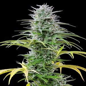 SPEEDY CHILE FAST X10 ROYAL QUEEN SEEDS