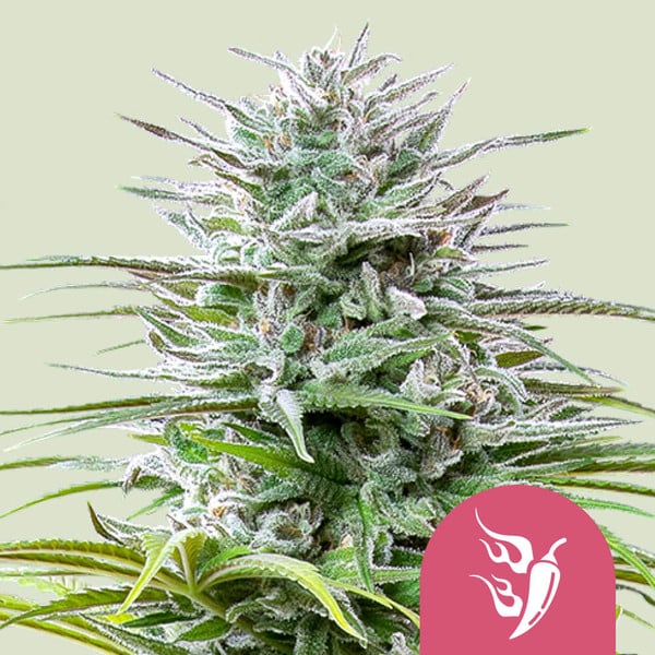 SPEEDY CHILE FAST X100 ROYAL QUEEN SEEDS