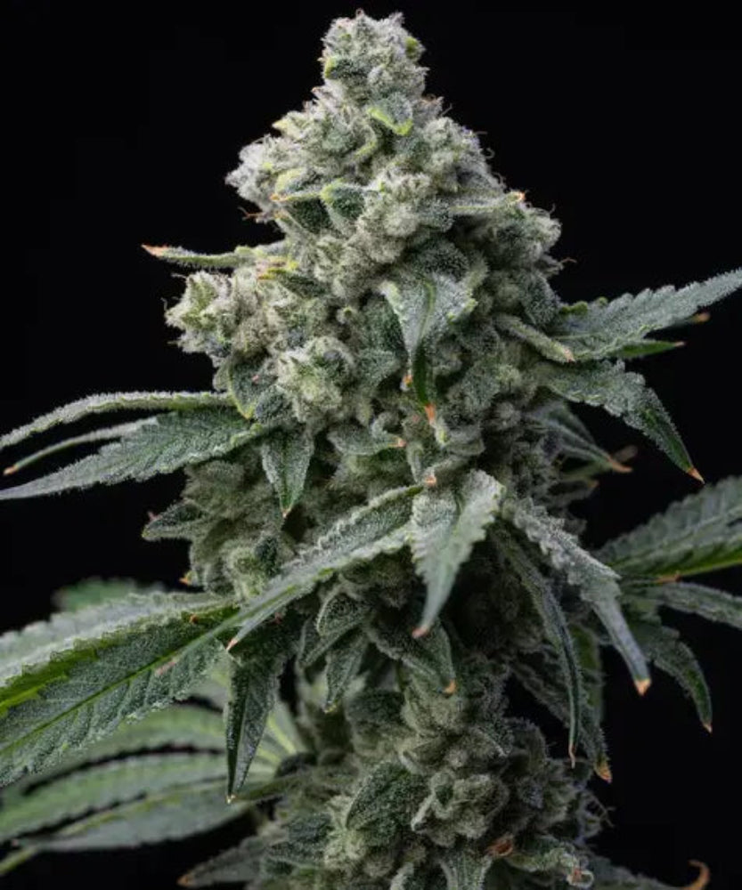 BRUCE BANNER FEM X100 - SWEET SEEDS