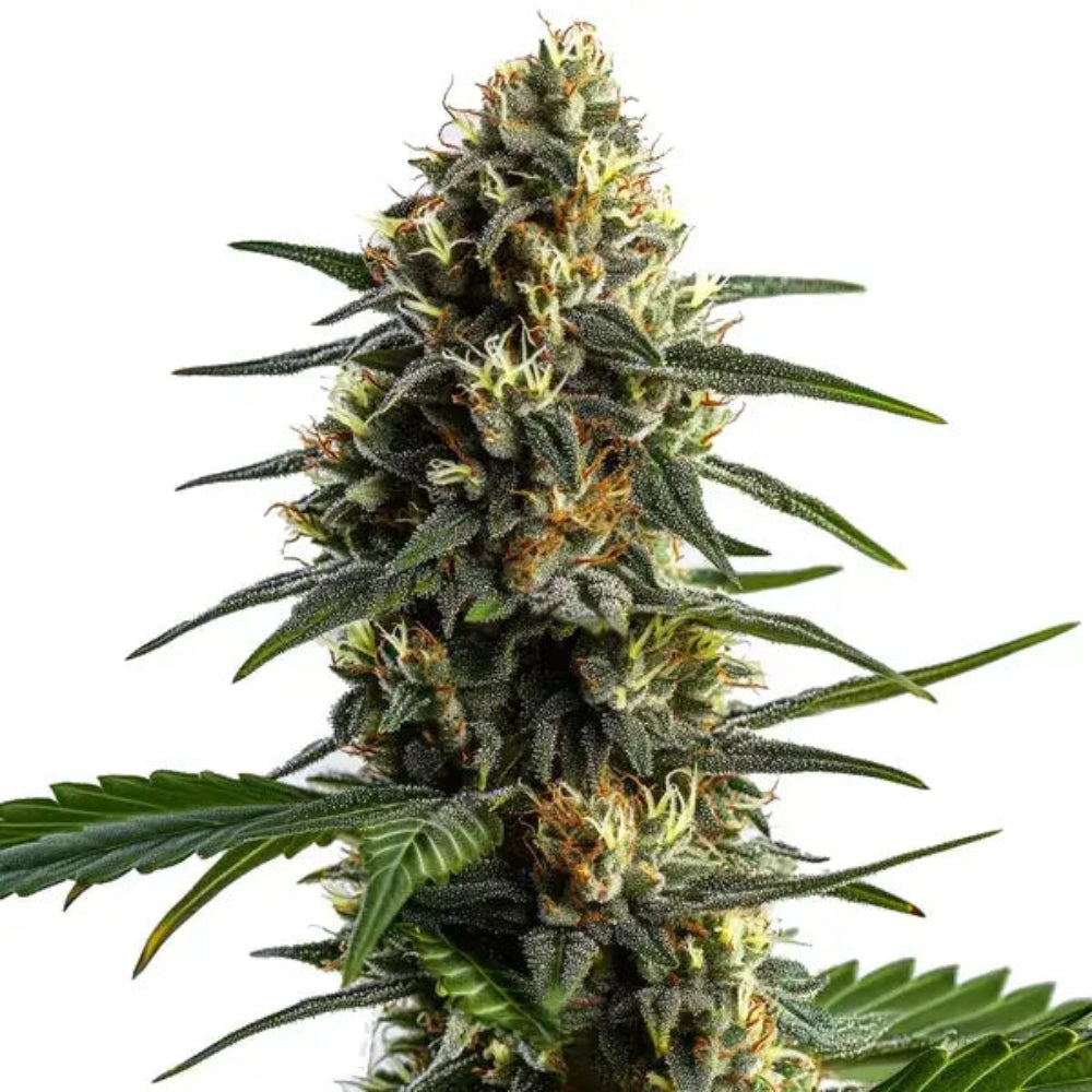 Panda Auto GRANELSEEDS-1