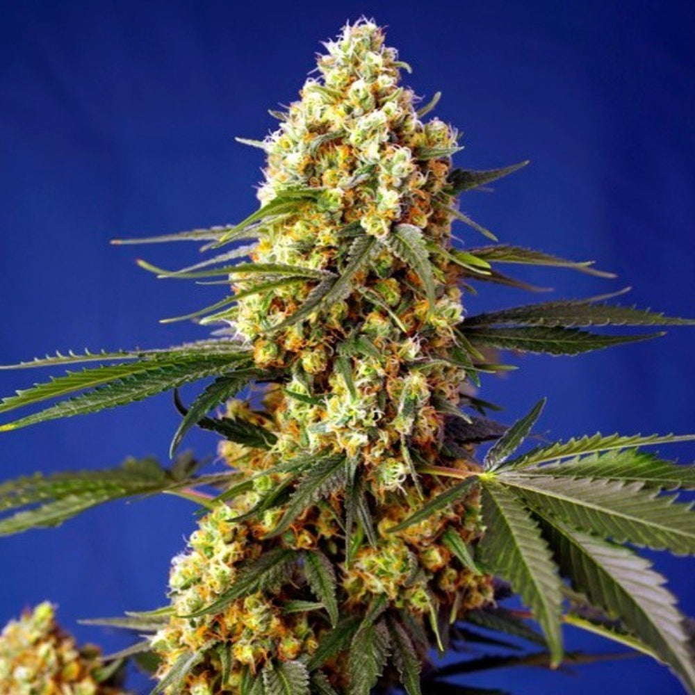 STRAWBERRY BANANA GELATO XL AUTO X3+1 - SWEET SEEDS