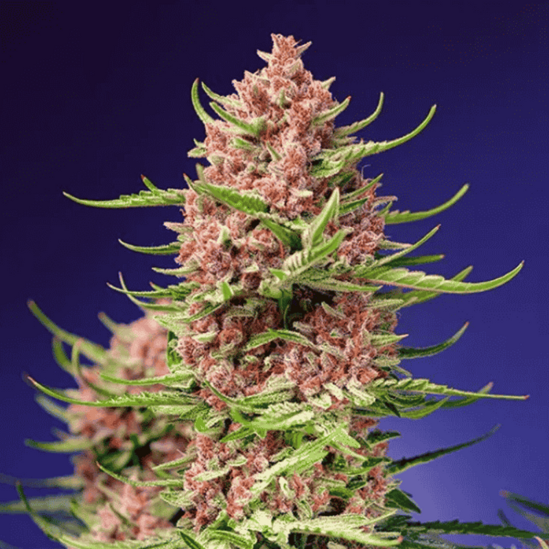 STRAWBERRY COLA SHERBET FAST VERSION X3+1 - SWEET SEEDS-1