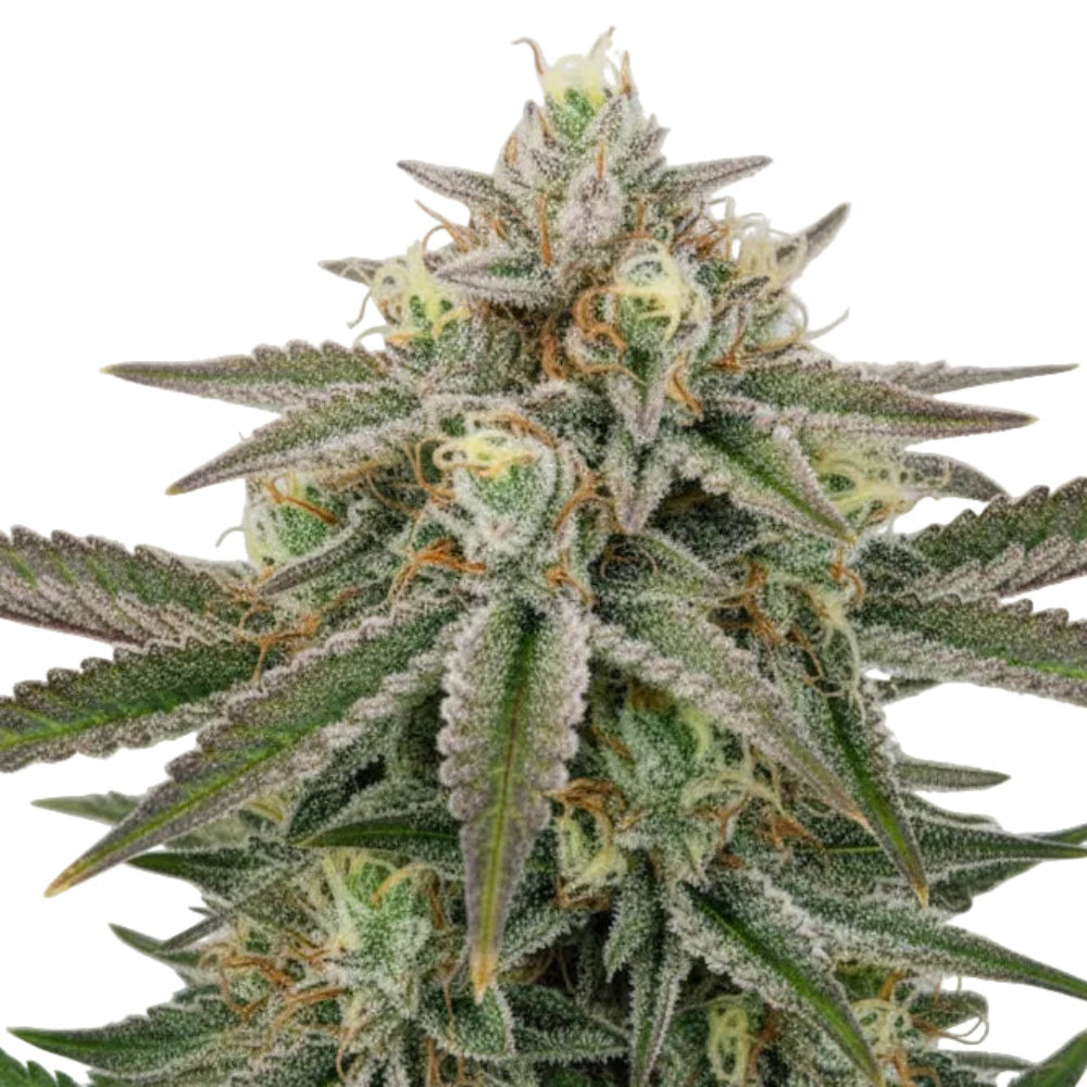 SUGAR BLACK ROSE FAST