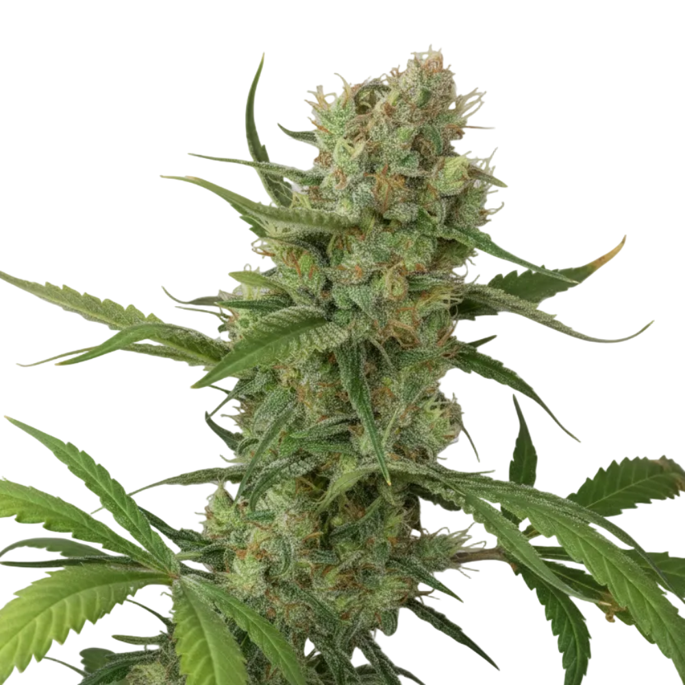 SUGAR CANDY GRANELSEEDS-2