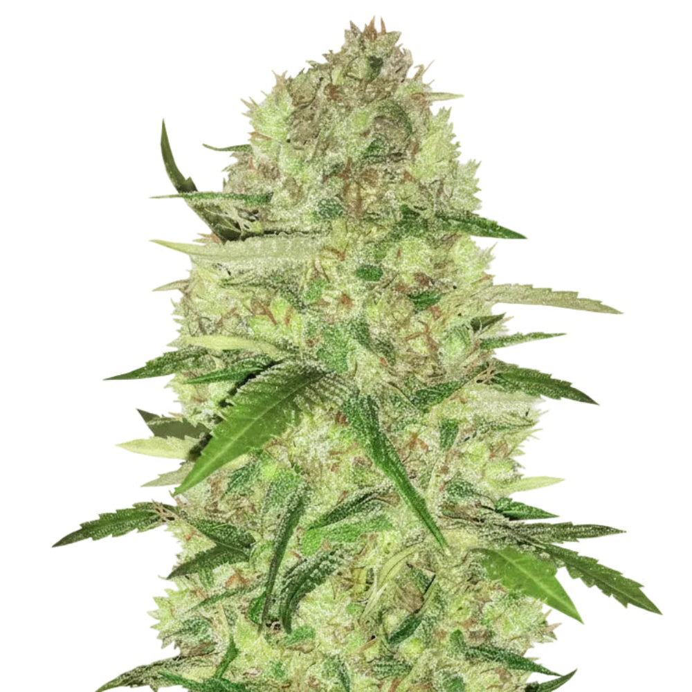 SUGAR CANDY GRANELSEEDS