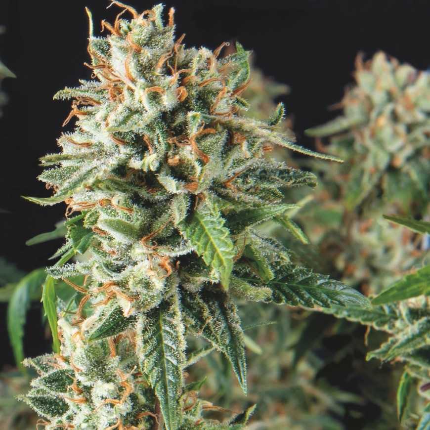 SUPER OG KUSH FAST VERSION 3+1 PYRAMID SEEDS-1