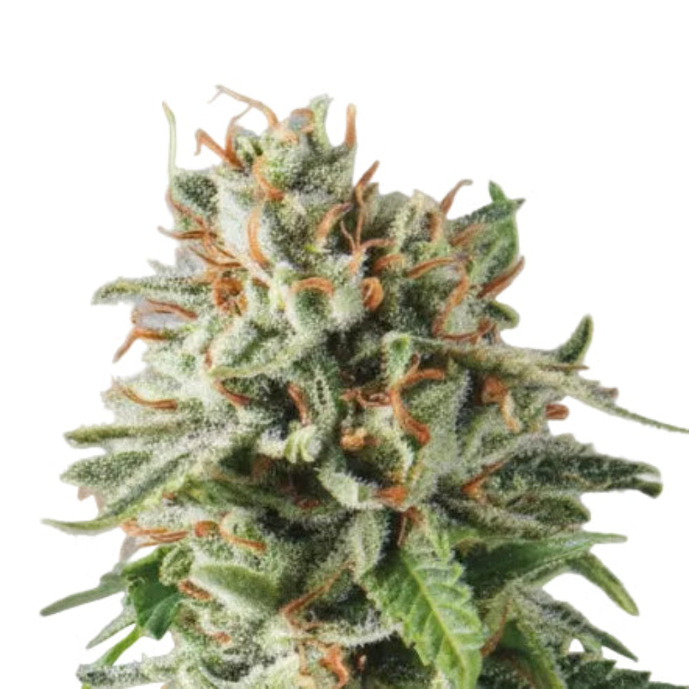 Og Kush Fast GRANELSEEDS-3