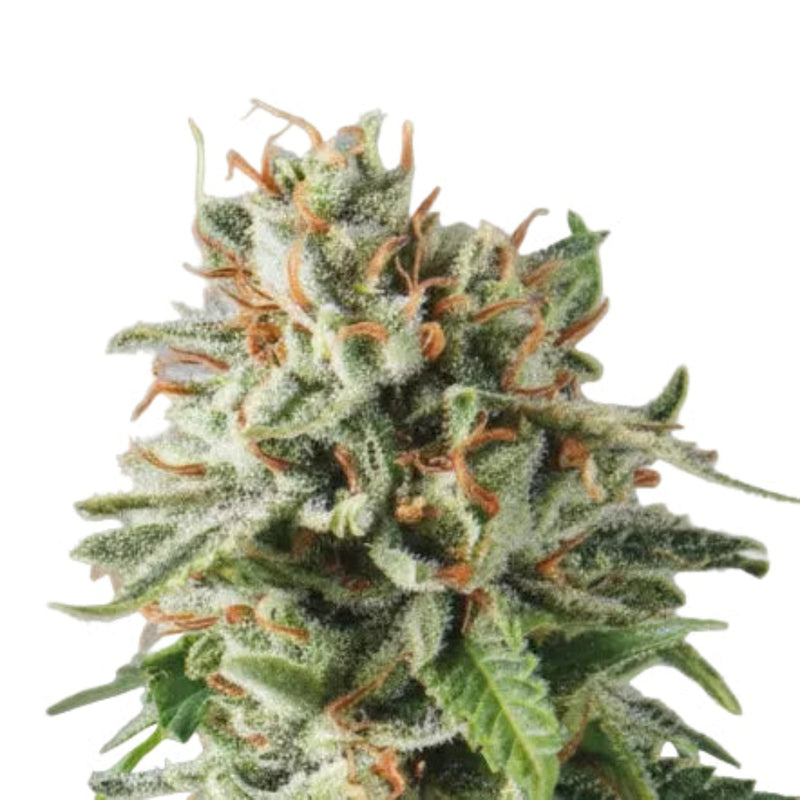 Og Kush Fast GRANELSEEDS-3