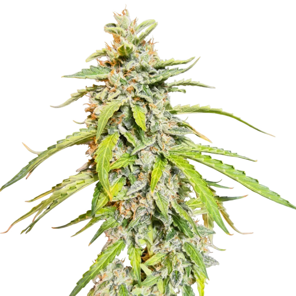 SUPER WATERMELON AUTO X3 - EVA SEEDS