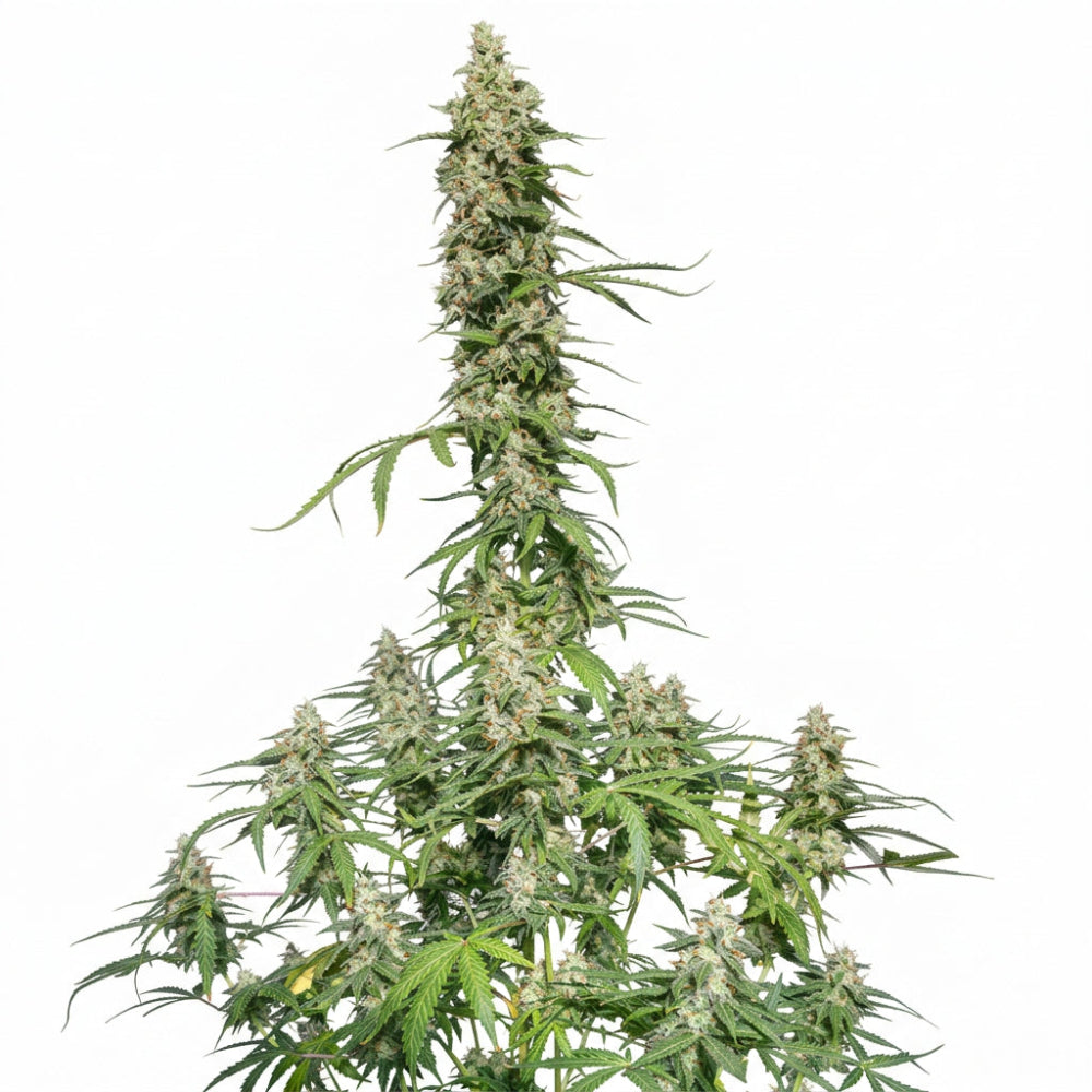 SUPER WATERMELON AUTO X3 - EVA SEEDS