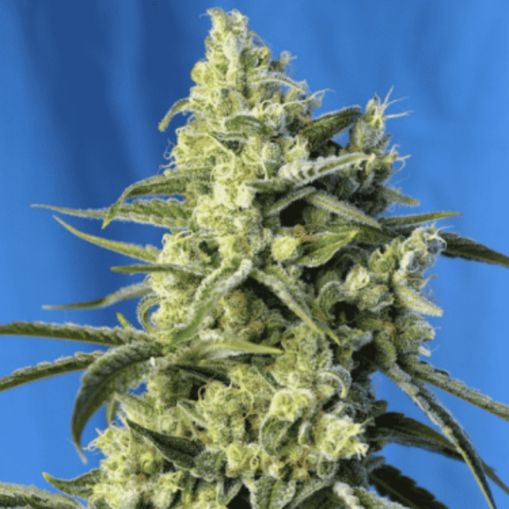 DO SWEET DOS FEM X3+1 - SWEET SEEDS-1