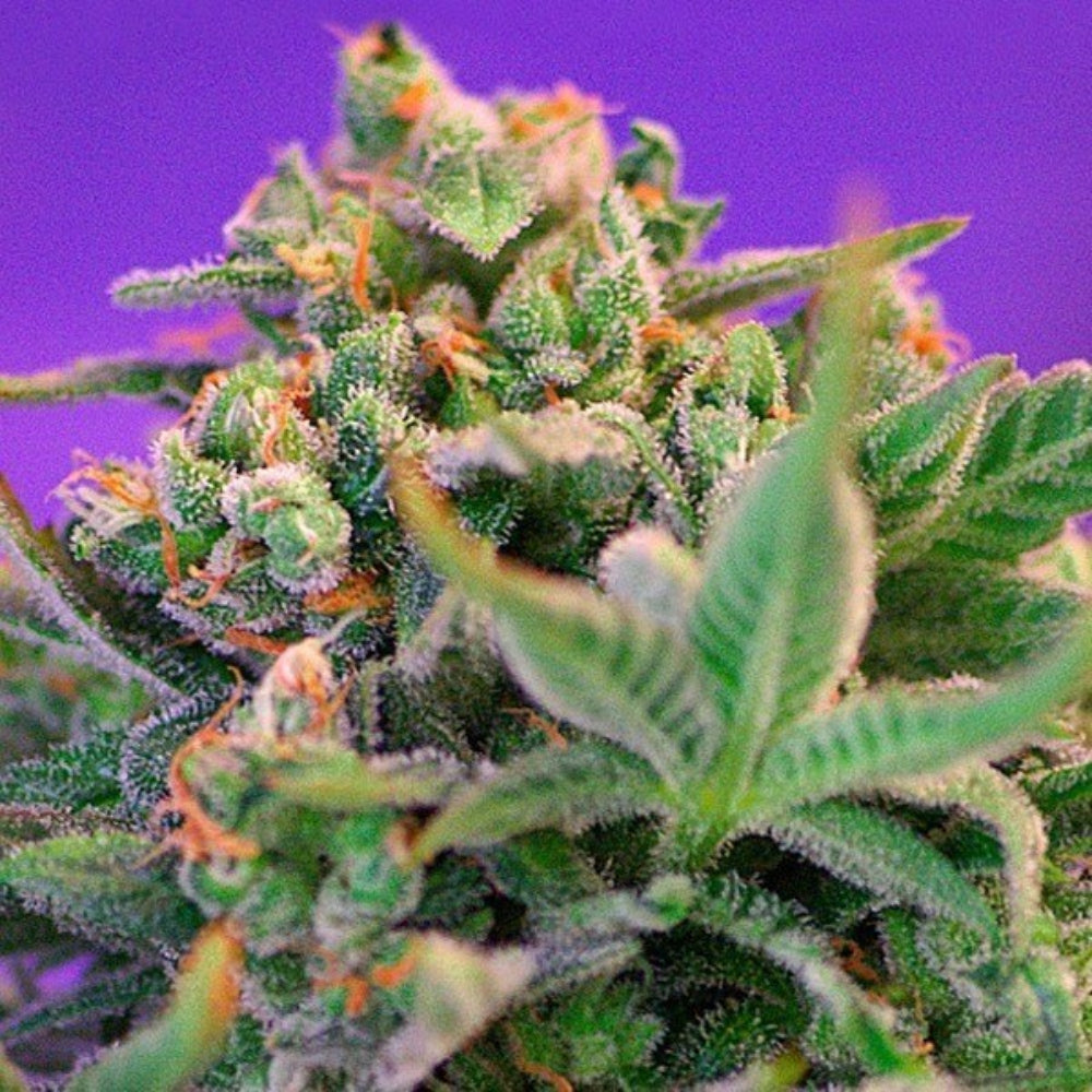 SWEET CHEESE F1 X100 - SWEET SEEDS