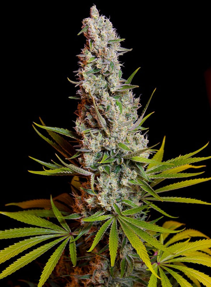 SWEET CHEESE FEM X3+1 - SWEET SEEDS-1