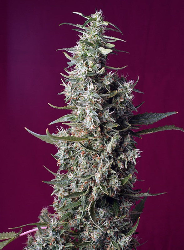 SWEET CHERRY PIE FEM X3+1 - SWEET SEEDS-1