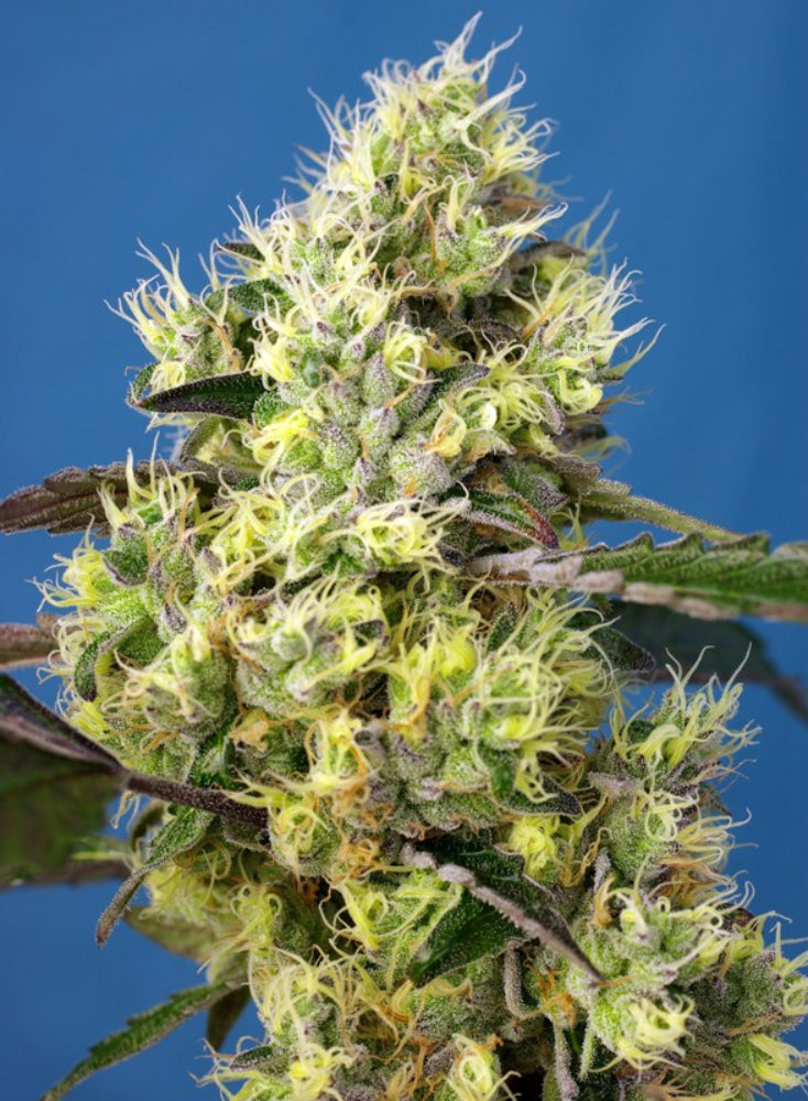 SWEET GELATO AUTO X3+1 - SWEET SEEDS