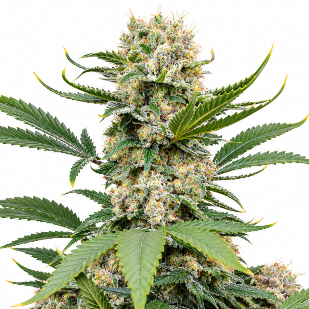 SWEET MANDARINE ZKITTLEZ XL AUTO X25 - SWEET SEEDS