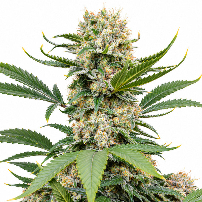 SWEET MANDARINE ZKITTLEZ XL AUTO X25 - SWEET SEEDS-1