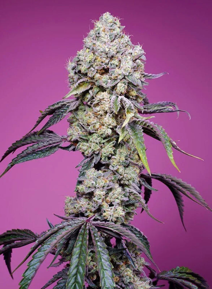 SWEET MANDARINE ZKITTLEZ F1 X25 - SWEET SEEDS-1