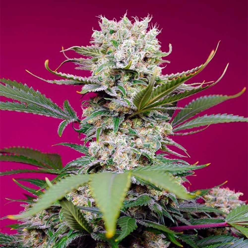 SWEET MANDARINE ZKITTLEZ XL AUTO X3+1 - SWEET SEEDS-1