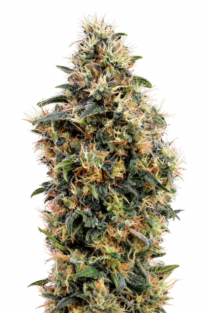 SWEET MANGO AUTO X1 - GREEN HOUSE SEEDS
