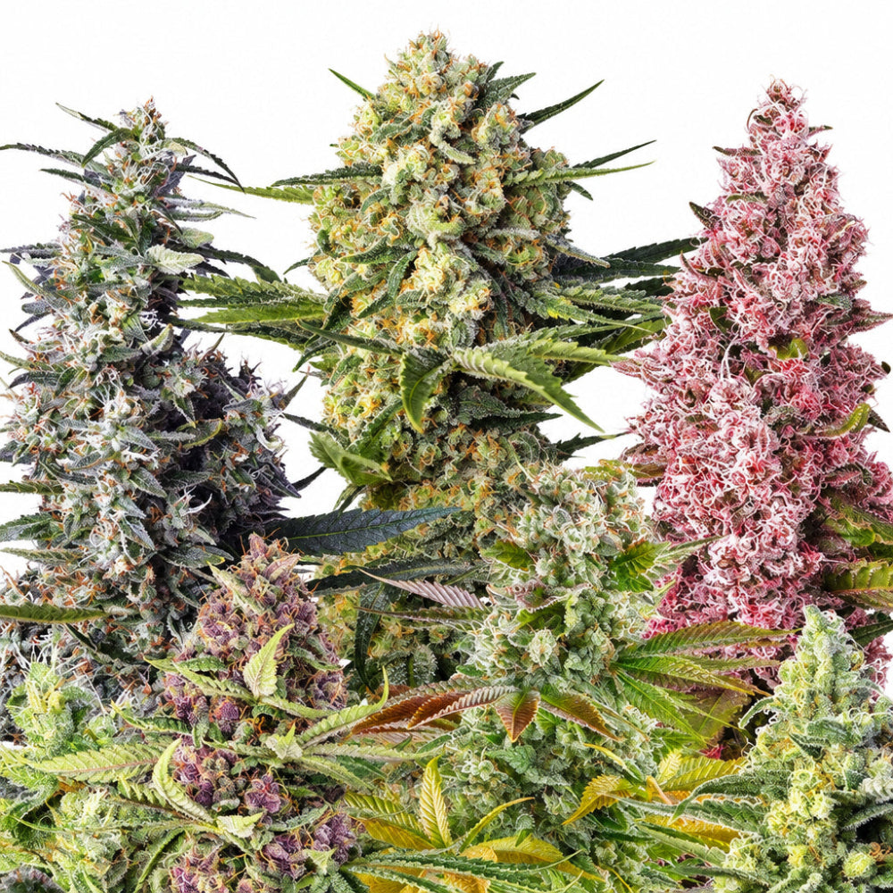 SWEET MIX FEM X10 - SWEET SEEDS-1