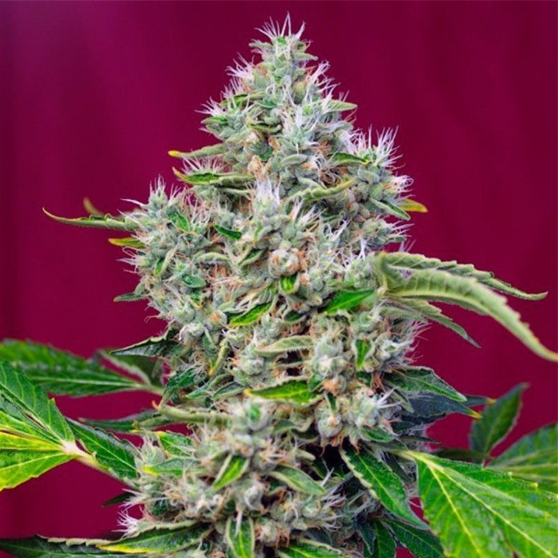SAN FERNANDO LEMON KUSH FEM X3+1 - SWEET SEEDS-1