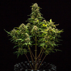 SWEET SKUNK AUTO X3 ROYAL QUEEN SEEDS-4