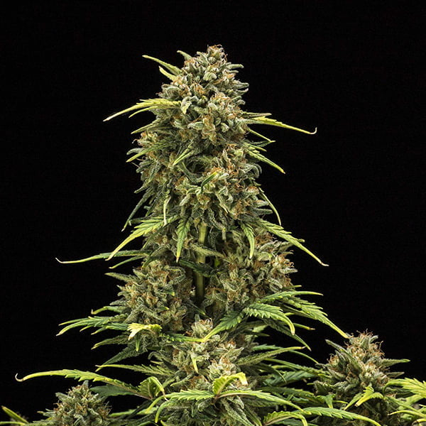 SWEET SKUNK AUTO X10 ROYAL QUEEN SEEDS-6