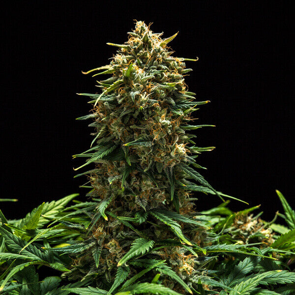 SWEET SKUNK AUTO X1 ROYAL QUEEN SEEDS