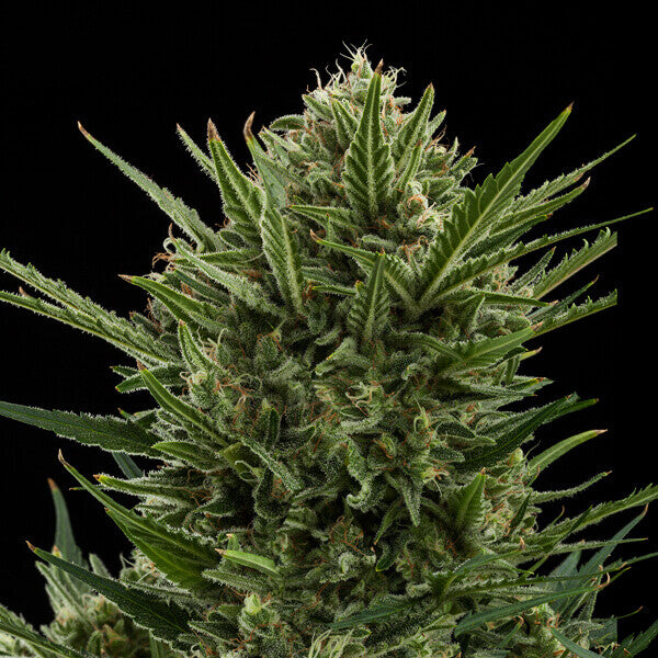 SWEET SKUNK AUTO X3 ROYAL QUEEN SEEDS-6