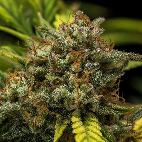 SWEET SKUNK AUTO X10 ROYAL QUEEN SEEDS-5