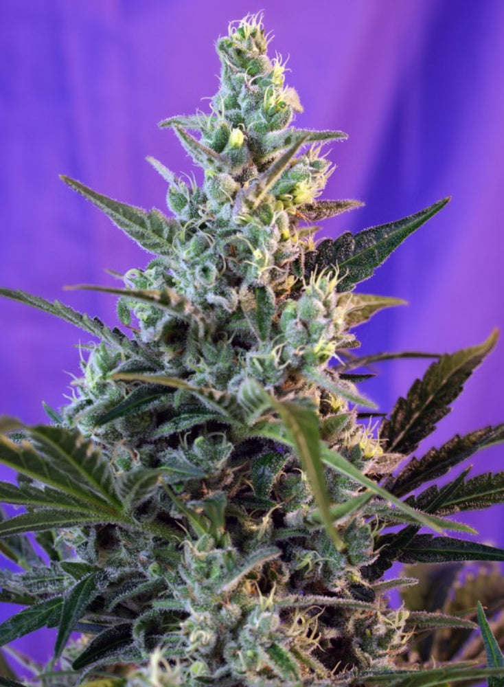 SWEET SKUNK F1 X3+1 - SWEET SEEDS