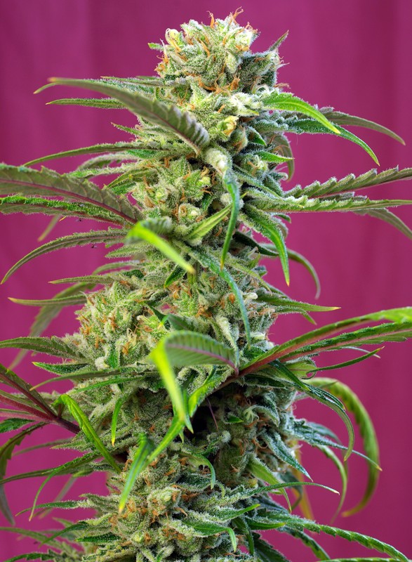 SWEET TAI FEM X3+1 - SWEET SEEDS-1