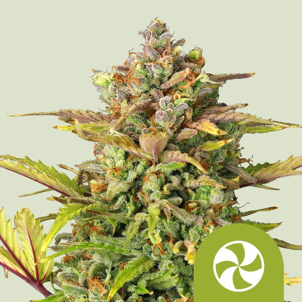 SWEET ZZ AUTO X1 ROYAL QUEEN SEEDS
