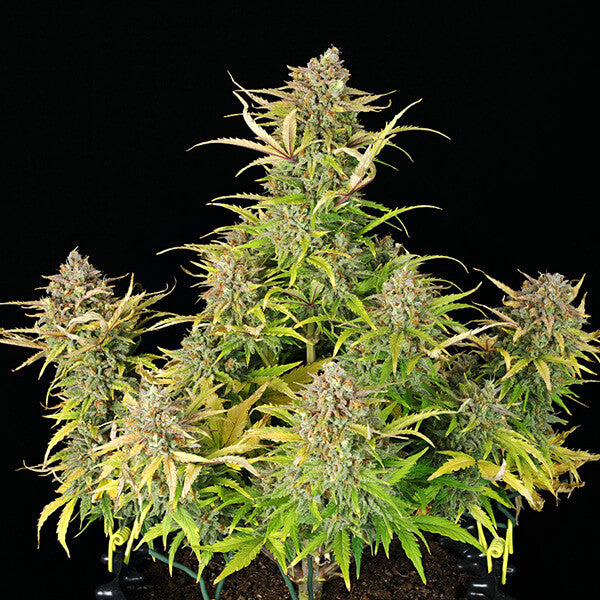 SWEET ZZ AUTO X10 ROYAL QUEEN SEEDS-4