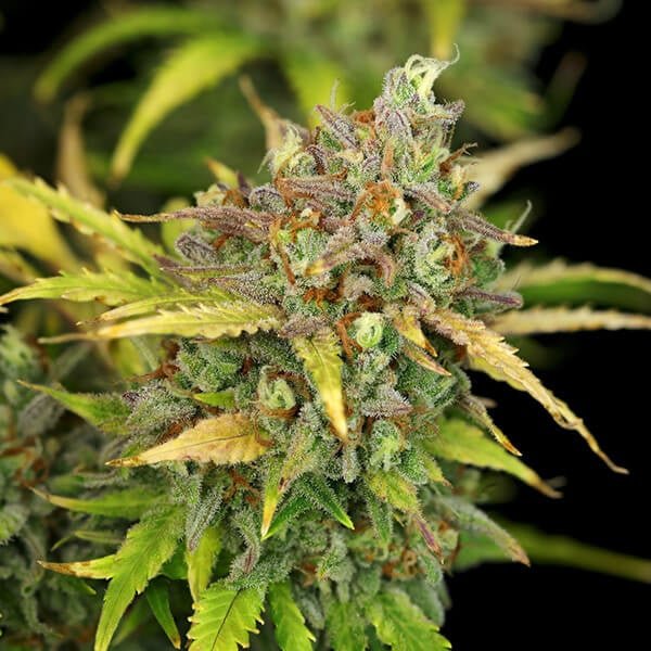 SWEET ZZ AUTO X10 ROYAL QUEEN SEEDS-5