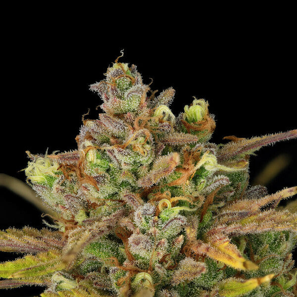 SWEET ZZ AUTO X10 ROYAL QUEEN SEEDS-6