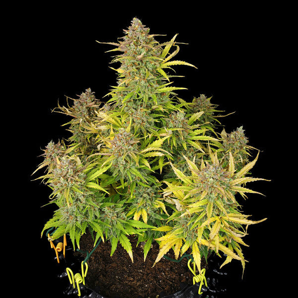 SWEET ZZ AUTO X10 ROYAL QUEEN SEEDS-7