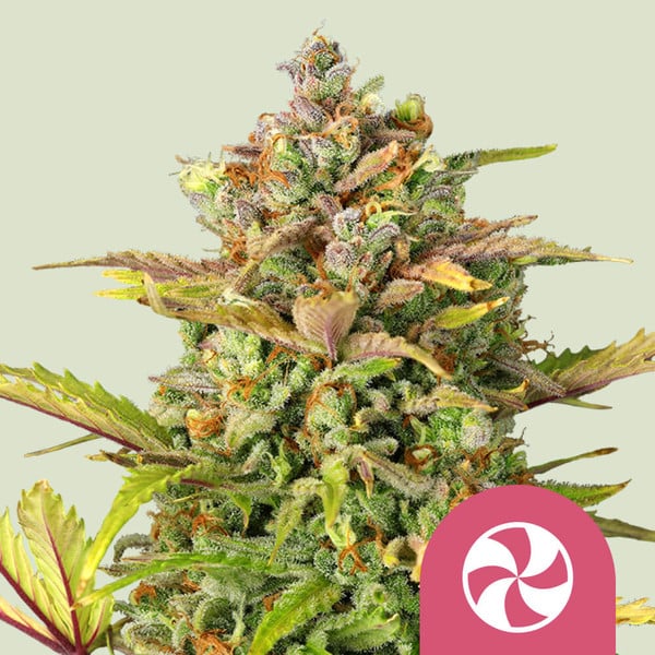 SWEET ZZ FEM X10 ROYAL QUEEN SEEDS-1