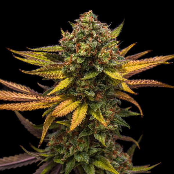 SWEET ZZ FEM X10 ROYAL QUEEN SEEDS-5