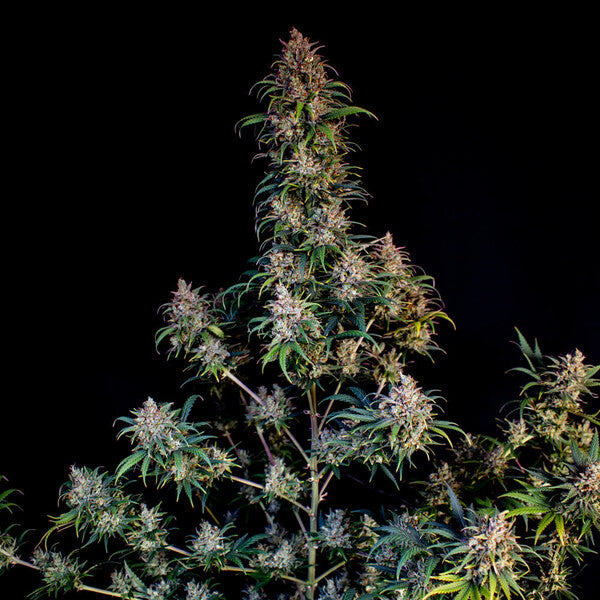 SWEET ZZ FEM X10 ROYAL QUEEN SEEDS-3