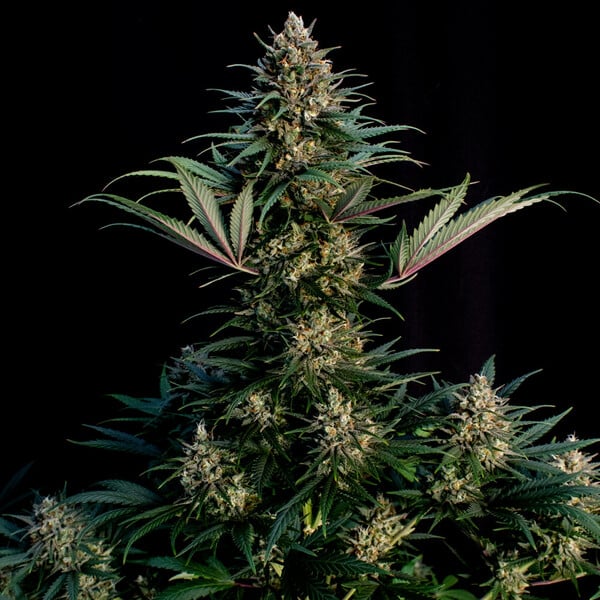 SWEET ZZ FEM X1 ROYAL QUEEN SEEDS