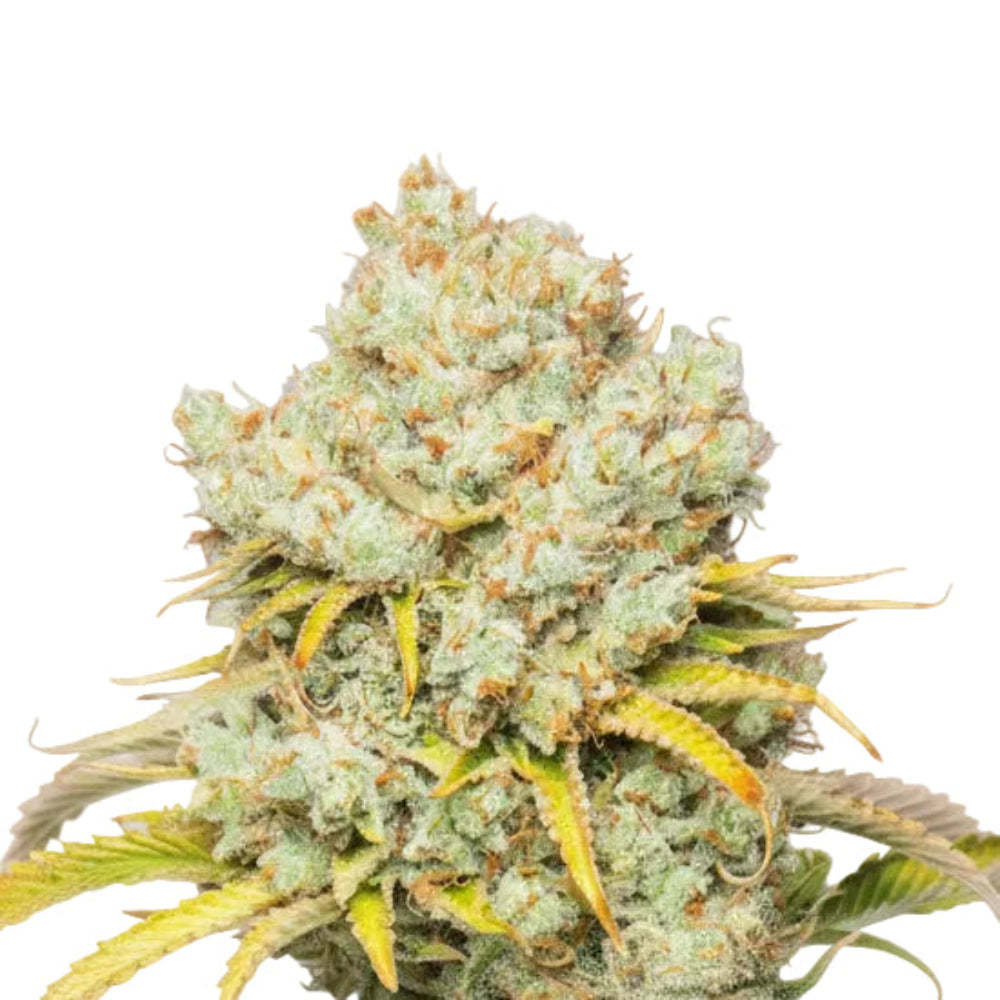 TANGIE GRANELSEEDS-1