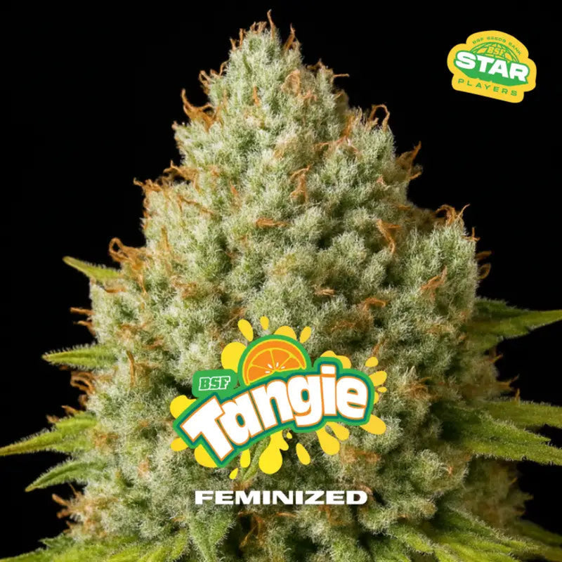 TANGIE FEM X12 - BSF SEEDS-1