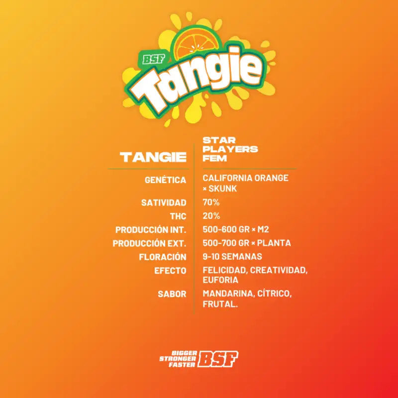 TANGIE FEM X12 - BSF SEEDS-2