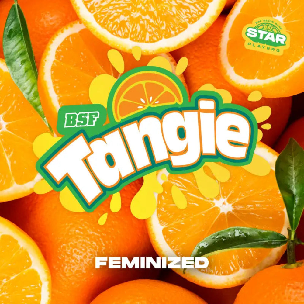 TANGIE FEM X12 - BSF SEEDS-3
