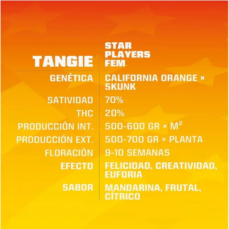TANGIE FEM X2 BSF SEEDS-2