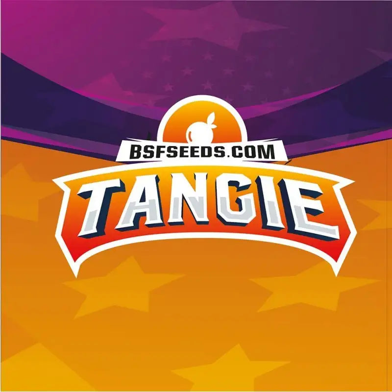 TANGIE FEM X2 BSF SEEDS-3